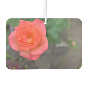 Rosa Naturfotografie Blume Florenz Autolufterfrischer