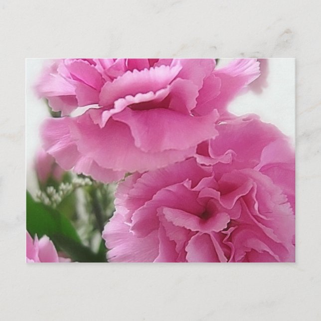 Rosa Nelken 1 Postkarte (Vorderseite)