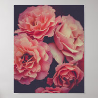 Rosa Nelken Blume