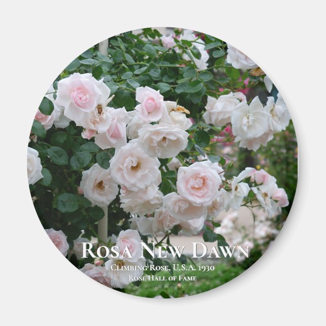 Rosa New Dawn Magnet (Vorne)