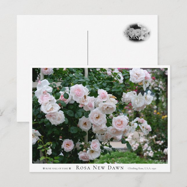 Rosa New Dawn Postkarte (Vorne/Hinten)