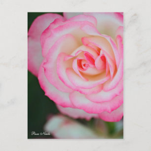 Rosa Nicole Postcard ポ ト ド Postkarte