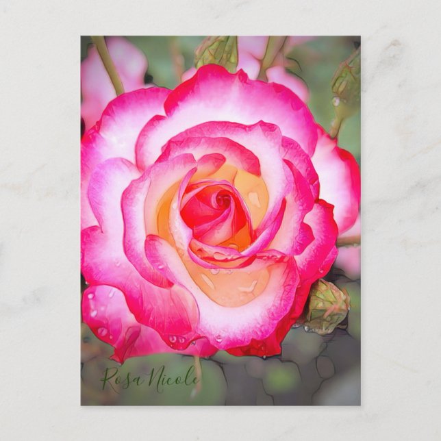 Rosa Nicole [Postkarte] Postkarte (Vorderseite)