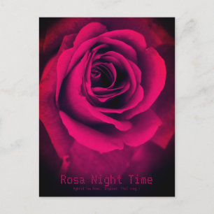 Rosa Night Time: Postcard Postkarte