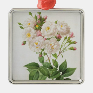 Rosa Noisettiana, from'Les Rosen Ornament Aus Metall