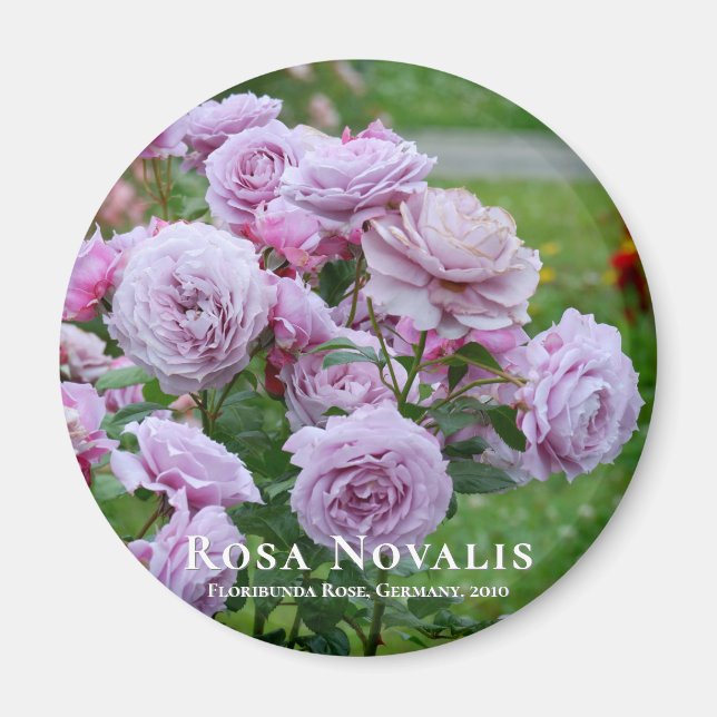 Rosa Novalis Magnet (Vorne)