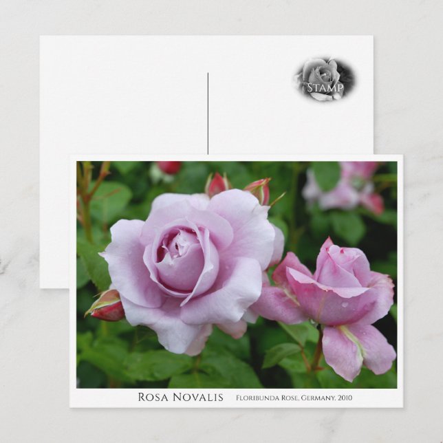 Rosa Novalis Postkarte (Vorne/Hinten)