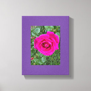 Rosa Nr. 3 Leinwanddruck