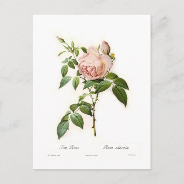 Rosa odorata postkarte (Vorderseite)