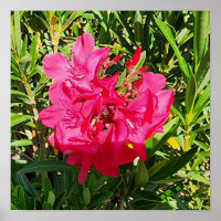 Rosa Oleander Blume Foto