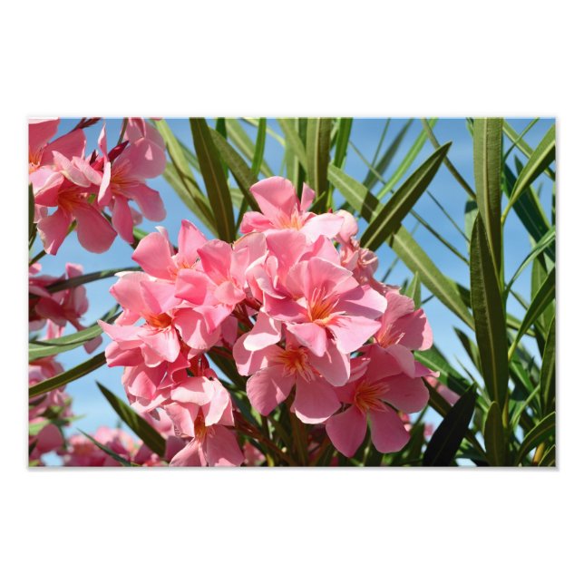 Rosa Oleander Foto Erweiterung (Vorne)