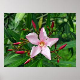 Rosa Oleander Poster