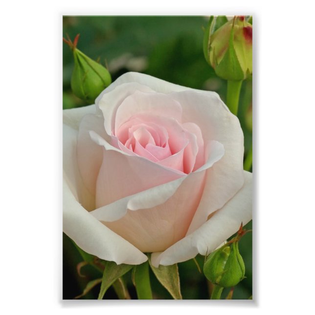 Rosa Ophelia Hybrid-Rose Fotodruck (Vorne)