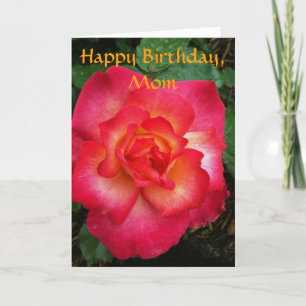 Rosa/orange Rose Karte