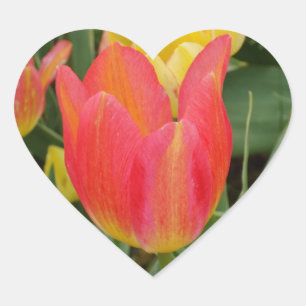 Rosa Orangengelbe Tulpe Blume Herzsticker Herz-Aufkleber