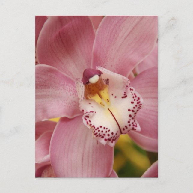 Rosa Orchiale Postkarte (Vorderseite)