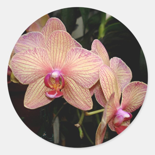 Rosa Orchid-Aufkleber Runder Aufkleber (Vorderseite)