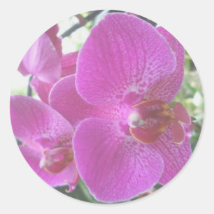 Rosa Orchid-Aufkleber Runder Aufkleber