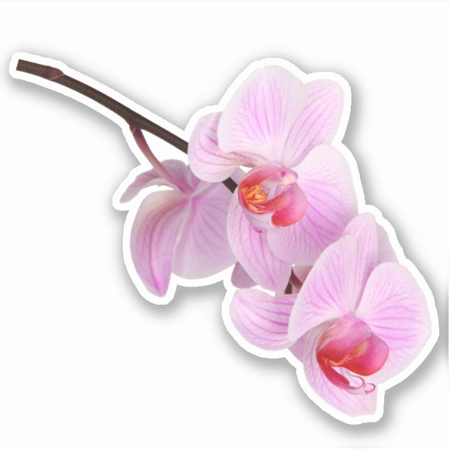 Rosa Orchid-Blume Kiss-Schnitt Aufkleber (Vorderseite)