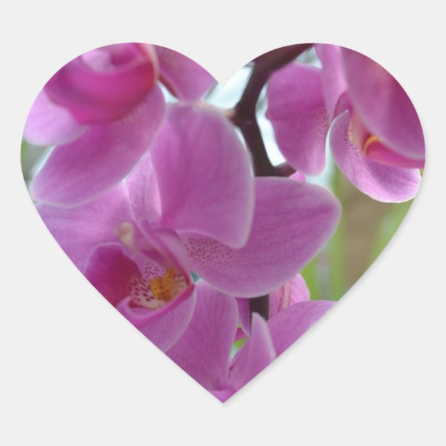 Rosa Orchid Hearts Herz-Aufkleber (Vorderseite)