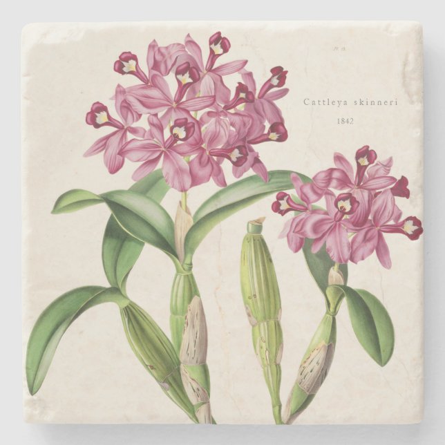 Rosa Orchid Mittelamerikanischer Cattleya-Skinneri Steinuntersetzer (Vorderseite)