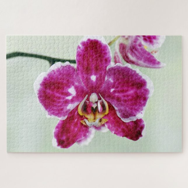 Rosa Orchidee (Horizontal)