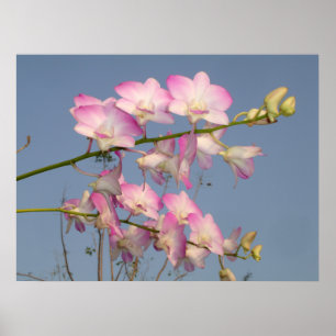 Rosa Orchidee Poster