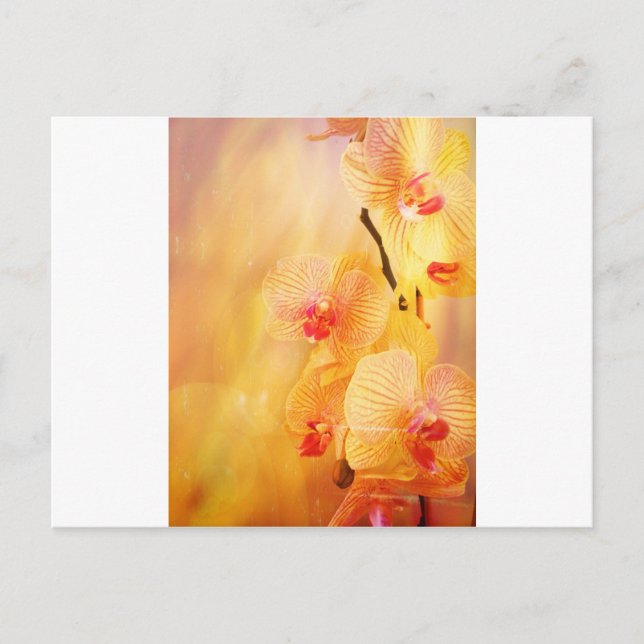 Rosa Orchidee Postkarte (Vorderseite)
