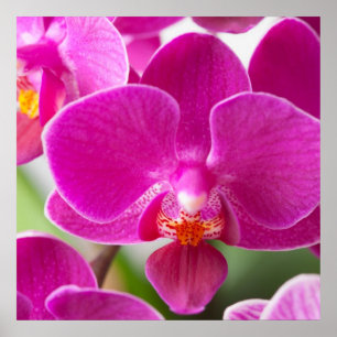 Rosa Orchideen-Blume - Blumenorchideen-Schablone Poster