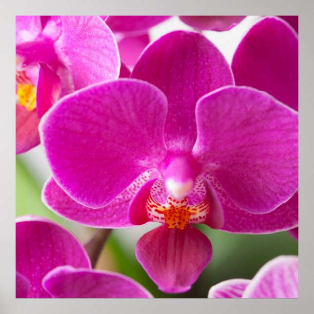 Rosa Orchideen-Blume - Vorlage für Blumenorchester Poster (Vorne)