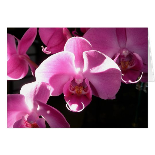 Rosa Orchideen Karte