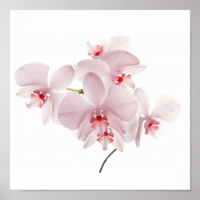 Rosa Orchideen Poster (Vorne)