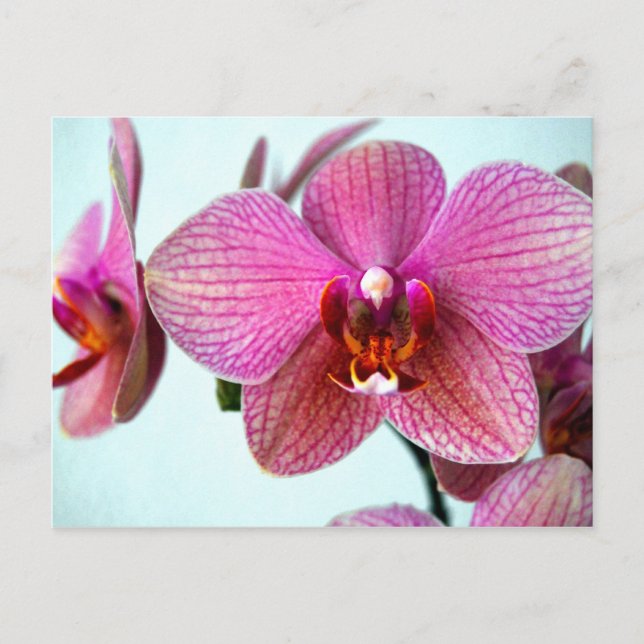 Rosa Orchideen Postkarte (Vorderseite)