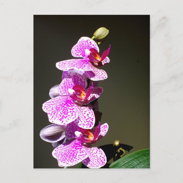 Rosa Orchideen, romantische tropische Blumen Postkarte (Vorderseite)