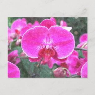 Rosa Orchideenblüte, Blumenfotografie Postkarte