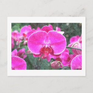 Rosa Orchideenblüte, Blumenfotografie Postkarte
