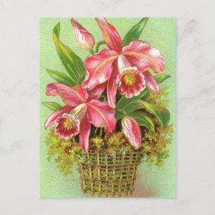 Rosa Orchideenblüte Postkarte