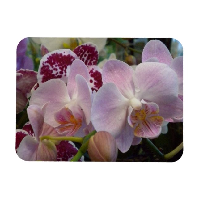 Rosa Orchids Magnet (Horizontal)