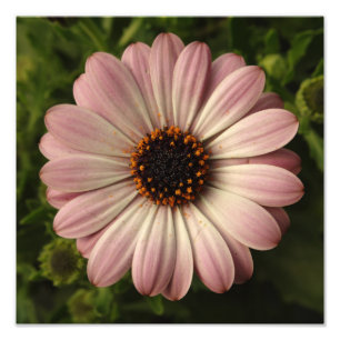 Rosa Osteospermum Fotodruck