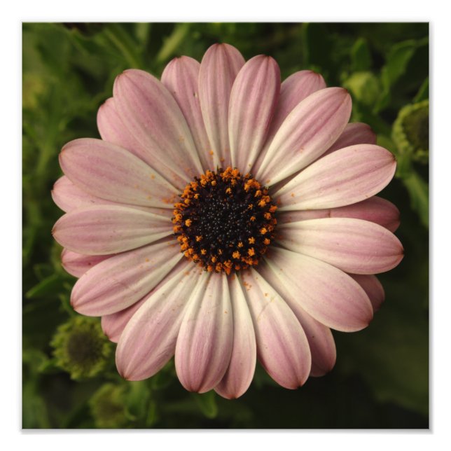 Rosa Osteospermum Fotodruck (Vorne)