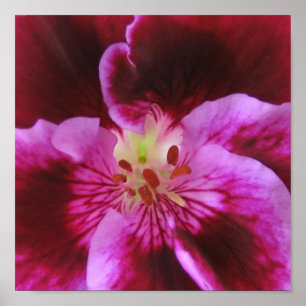 Rosa Pansy-Plakat Poster