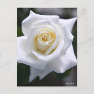 Rosa Pascali: Postkarte