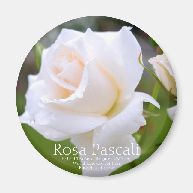 Rosa Pascali [Round Magnet] Magnet (Vorne)
