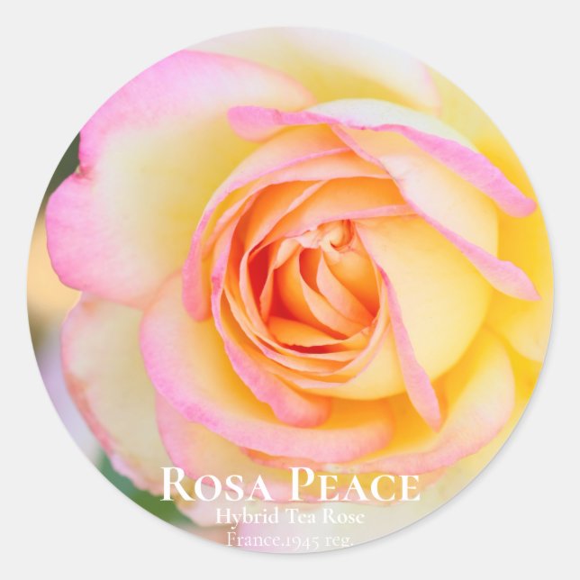 Rosa Peace [Round Seal] Runder Aufkleber (Vorderseite)
