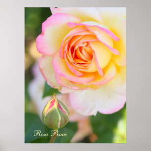 Rosa Peace [Valeur Affiche Papier]