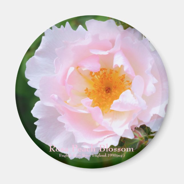 Rosa Peach Blossom [Round Magnet] Magnet (Vorne)