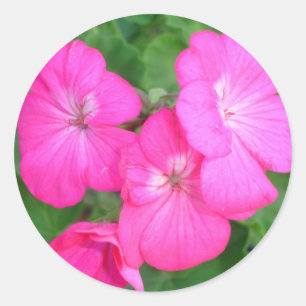 Rosa Pelargonie-Aufkleber Runder Aufkleber