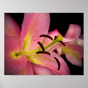 Rosa Perfektions-Lilie Poster