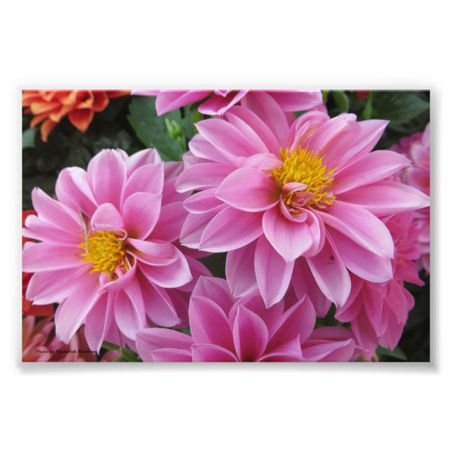 Rosa Petals Fotodruck (Vorne)
