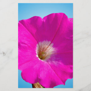 Rosa Petunia Blume im blauen Hintergrund.